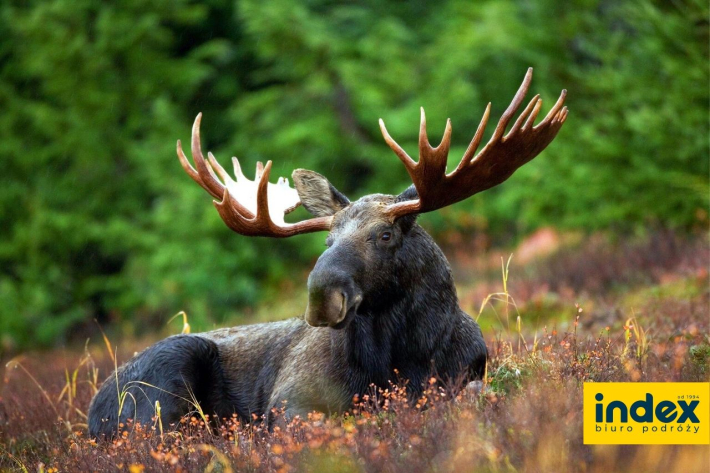 WYCIECZKA SZKOLNA DO BIALOWIEZY 3 DNI