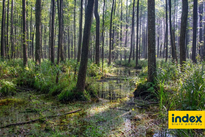 WYCIECZKA SZKOLNA DO BIALOWIEZY 3 DNI