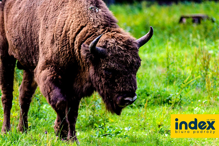 Wycieczka szkolna Podlasie Bialowieza  - BP INDEX