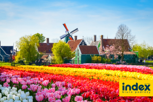 Wycieczka Amsterdam Parada Kwiatów - BP INDEX