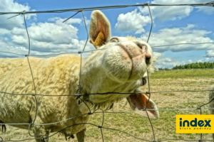 WYCIECZKA SZKOLNA AGROGOSPODARSTWO POD SKALKA 1 DZ