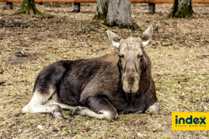 WYCIECZKA SZKOLNA DO BIALOWIEZY 3 DNI