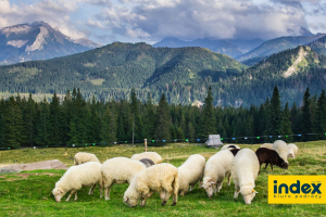 WYCIECZKA DLA FIRM W TATRY - ZAKOPANE 1 DZIEN