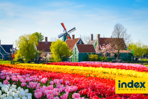 WYCIECZKA HOLANDIA AMSTERDAM FESTIWAL TULIPANOW -Z